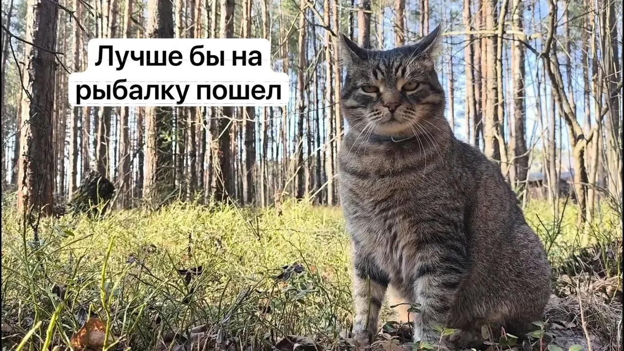 С 1 сентября 2027 года для сбора отдельных редких видов грибов потребуется разрешение на портале «Госуслуги»: заявки будут рассматривать до 15 дней, за незаконный сбор краснокнижных грибов грозит уголовная ответственность.