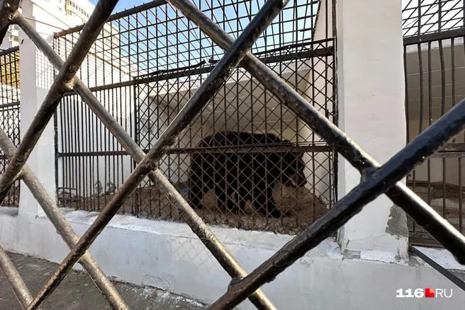 Власти отреагировали на&nbsp;жалобы казанцев на&nbsp;вольер бурого медведя Фомки