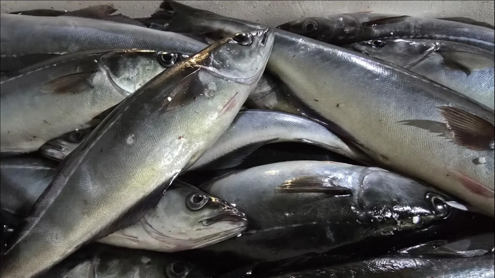 Глава европейской дипломатии Кая Каллас заявила, что страны ЕС сняли с обсуждения запрет на импорт рыбы из России; при этом участники не согласовали весь 21-й пакет санкций.