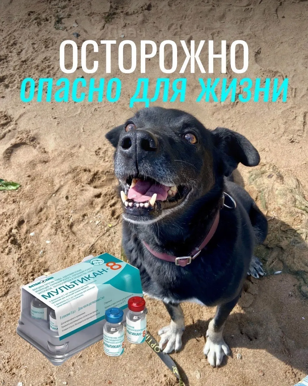 У ряда собак после прививок от бешенства наблюдались тяжёлые реакции, включая судороги и анафилаксию; партия вакцины снята с обращения и направлена на проверку.