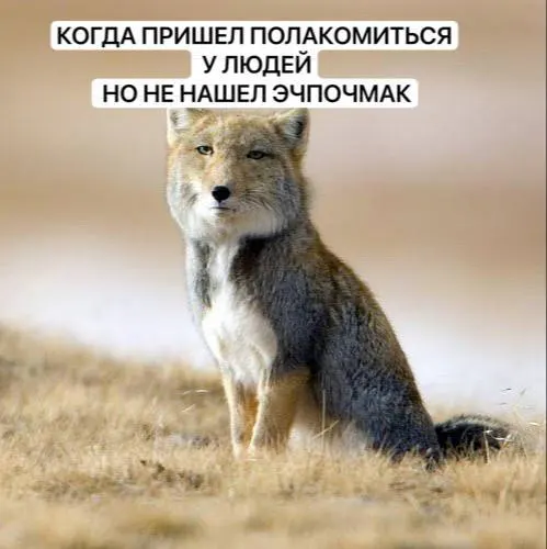 Из-за застройки сокращаются территории обитания лис, молодые особи всё чаще появляются ближе к жилым районам. Ниже — что делать при встрече и как обеспечить безопасность.